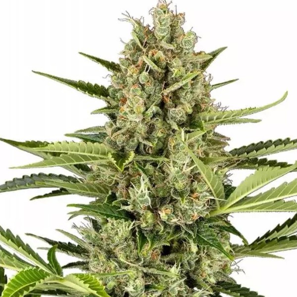 Jack Herer Automatic da Sensi Seeds | A lenda, agora autoflorescente