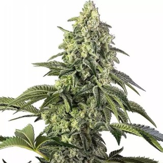 Cosmic Kiss Feminizada | Indica rápida, potente e bonita