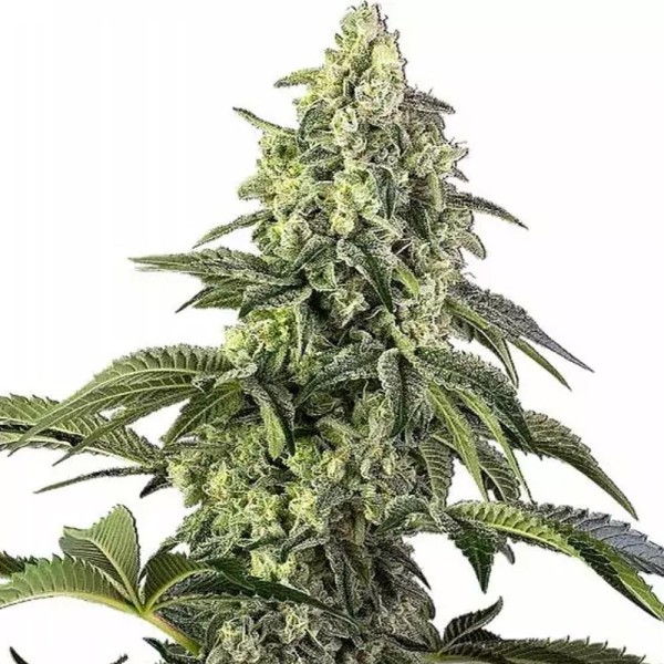 Cosmic Kiss Feminizada | Indica rápida, potente e bonita