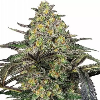 Grapevine Candy Feminizada da Sensi Seeds | Indica saborosa