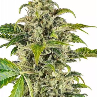 Sweet & Sour Cream Auto | Indulgência de baunilha | Experiencia Natural