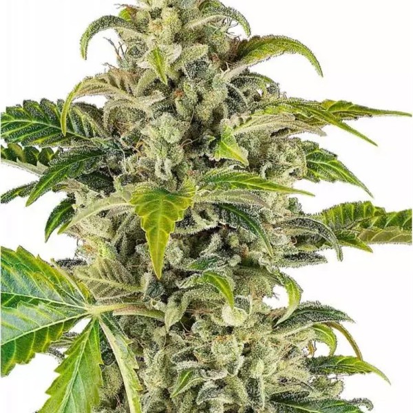 Sweet & Sour Cream Auto | Indulgência de baunilha | Experiencia Natural