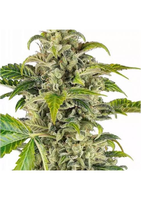 SWEET & SOUR CREAM AUTO