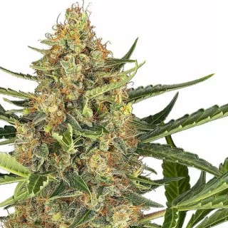 Blueberry Bubblegum Auto | Sweet Indica Bliss | Experiencia Natural