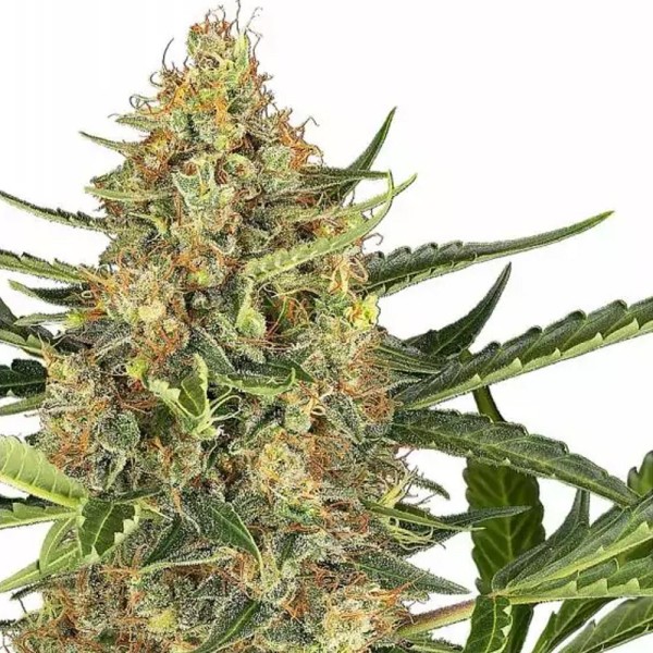 Blueberry Bubblegum Auto | Sweet Indica Bliss | Experiencia Natural