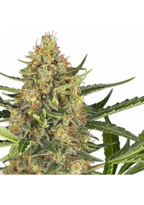 BLUEBERRY BUBBLEGUM AUTO