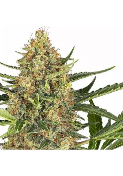 BLUEBERRY BUBBLEGUM AUTO