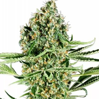 Critical Runtz da Sensi Seeds | Híbrida Maravilhosa | Experiencia Natural