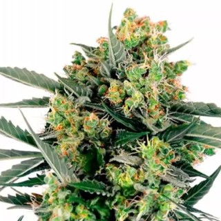 Blueberry Skittlez Automatic by Sensi Seeds | Blueberry Zkittlez Auto