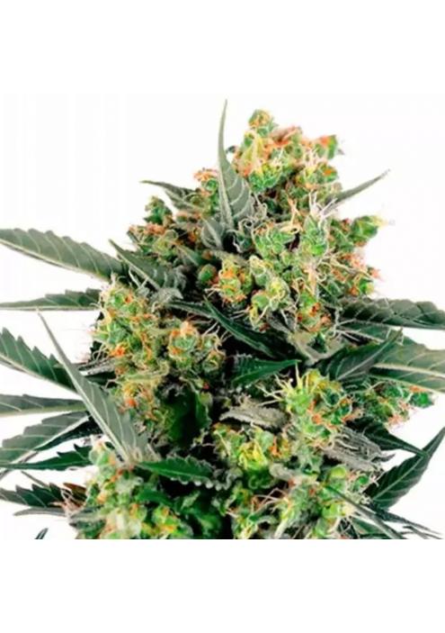 BLUE BERRY SKITTLEZ AUTO