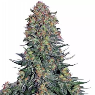Blue Skunk da Sensi Seeds | Comprar Sementes Blue Skunk baratas