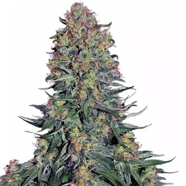 Blue Skunk da Sensi Seeds | Comprar Sementes Blue Skunk baratas