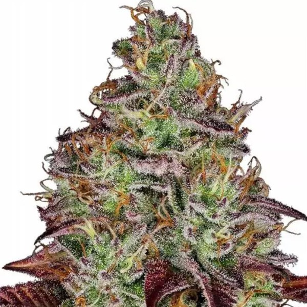 Tezla OG de Sensi Seeds | Comprar Semillas Tezla OG baratas