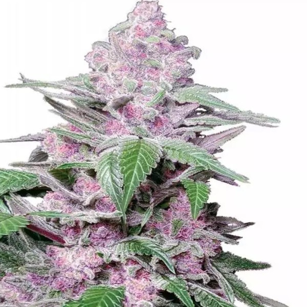 Purple Cookie Kush de Sensi Seeds | Comprar Purple Cookie Kush barata