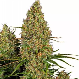 Sticky Orange XXL Automatic da Sensi Seeds | Sticky Orange XXL Auto