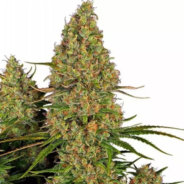 Sticky Orange XXL Automatic by Sensi Seeds | Sticky Orange XXL Auto