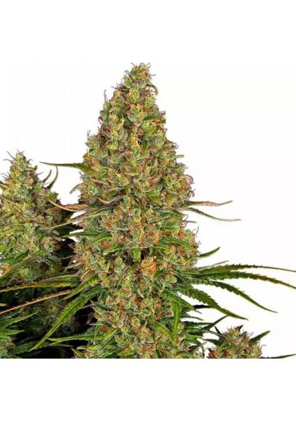 STICKY ORANGE XXL AUTOMATIC