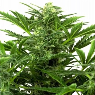 Compra Mandarin Punch Auto da Sensi Seeds | Mandarin Punch Auto barata