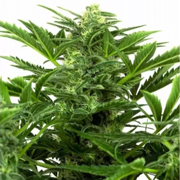 Compra Mandarin Punch Auto da Sensi Seeds | Mandarin Punch Auto barata