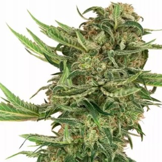 Comprar N13 Kush da Sensi Seeds | N13 Kush barata