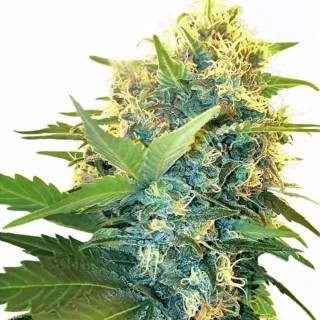 Comprar Double Kush Cake da Sensi Seeds | Double Kush Cake barata
