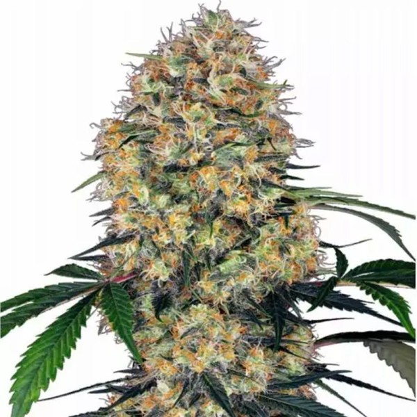 Comprar Sensi Amnésia XXL da Sensi Seeds | Sensi Amnésia XXL barata