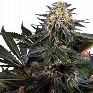 Comprar Lockdown Kush da Sensi Seeds | Lockdown Kush Seeds barato