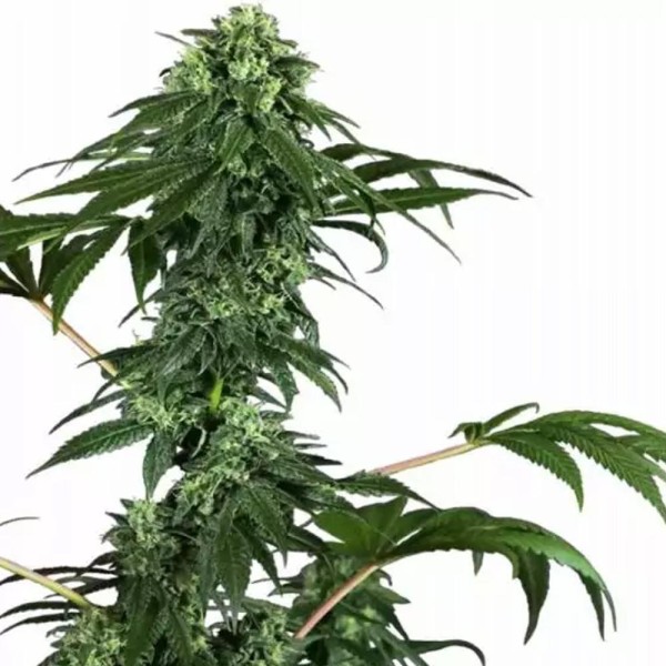 Venta de Sensi Seeds 420 Punch feminizada | Semillas 420 Punch baratas