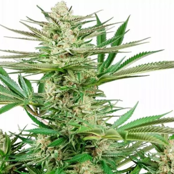 Comprar Malibu OG Gold da Sensi Seeds | Malibu OG Gold barata