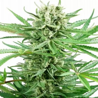 Comprar Papi Chulo OG da Sensi Seeds | Sementes Papi Chulo OG baratas