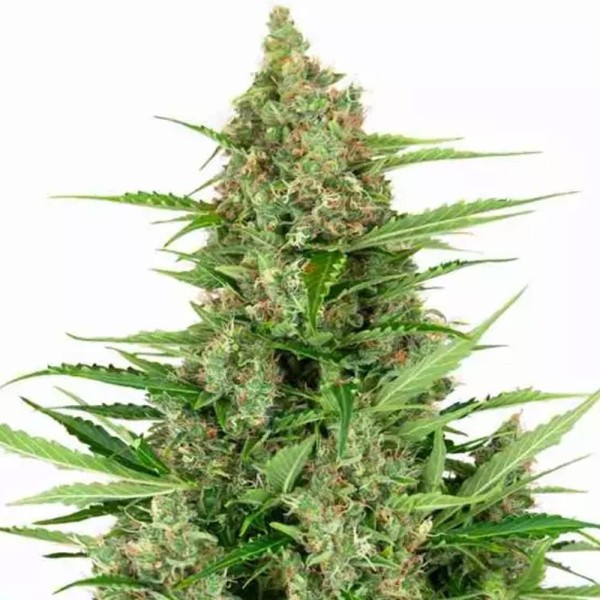 Comprar Double Kush Cake Auto da Sensi Seeds | Sementes Automáticas