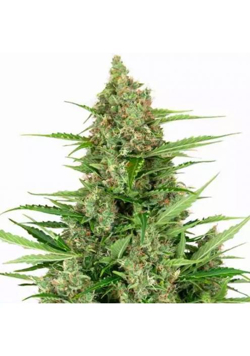 DOUBLE KUSH CAKE AUTO