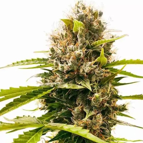 Comprar Mandarin Punch barata da Sensi Seeds | Sementes feminizadas