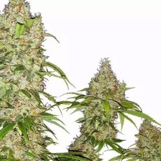 Comprar Banana Kush Cake da Sensi Seeds | Sementes feminizadas