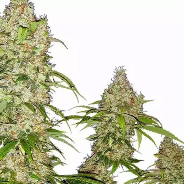 Comprar Banana Kush Cake da Sensi Seeds | Sementes feminizadas