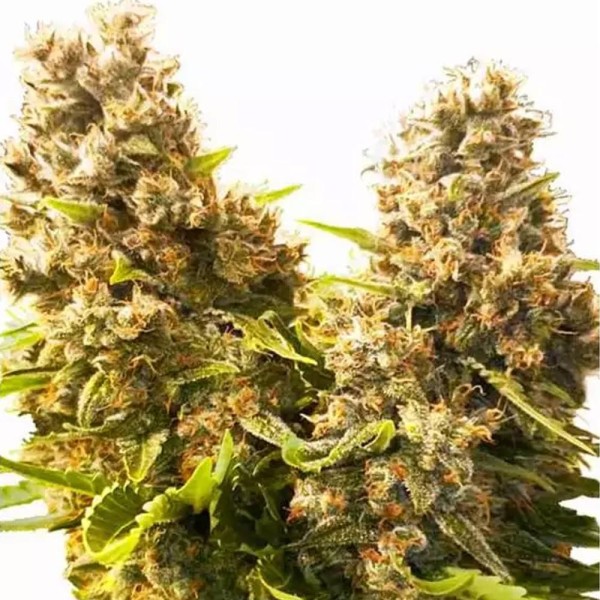 Comprar Banana Kush Cake Auto da Sensi Seeds | Sementes autoflorescentes