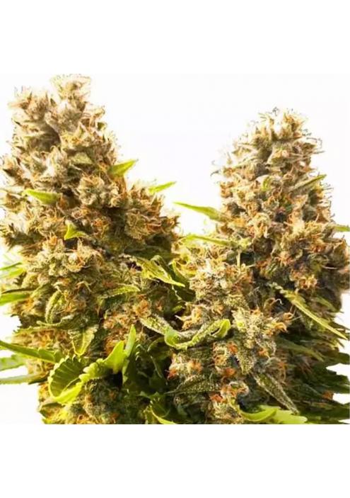 BANANA KUSH CAKE AUTO