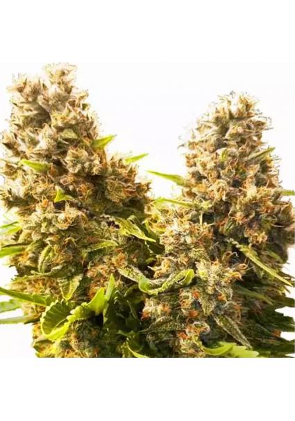 BANANA KUSH CAKE AUTO