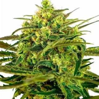 Comprar Sensi Amnesia Auto da Sensi Seeds | Sementes Autoflorescentes