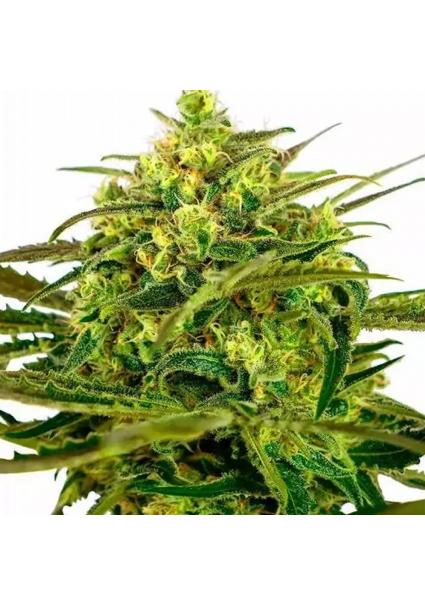 SENSI AMNESIA AUTO 1+1