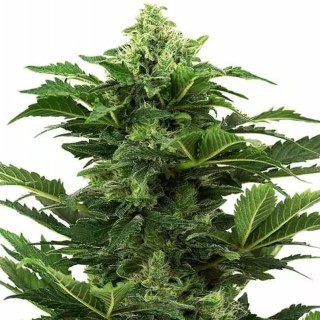 Comprar Afghan Pearl CBD Auto Sensi Seeds | Sementes Autoflorescentes
