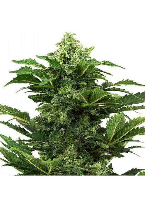 AFGHAN PEARL CBD AUTO