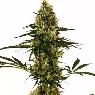 Blue Bullet | Sementes de canábis feminizadas