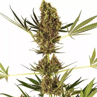 Alpine Delight CBD | Sementes de canábis feminizadas