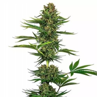 Satin Black Domina CBD | Feminized Marijuana Seeds
