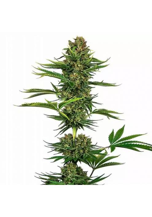 SATIN BLACK DOMINA CBD