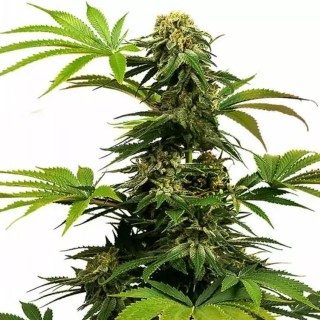 Comprar Black Harlequin | Sementes Black Harlequin baratas de Sensi