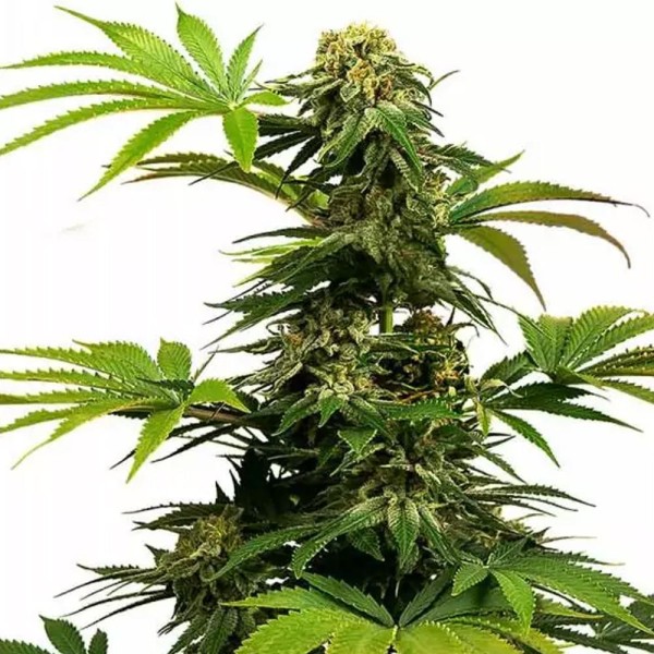 Comprar Black Harlequin | Sementes Black Harlequin baratas de Sensi