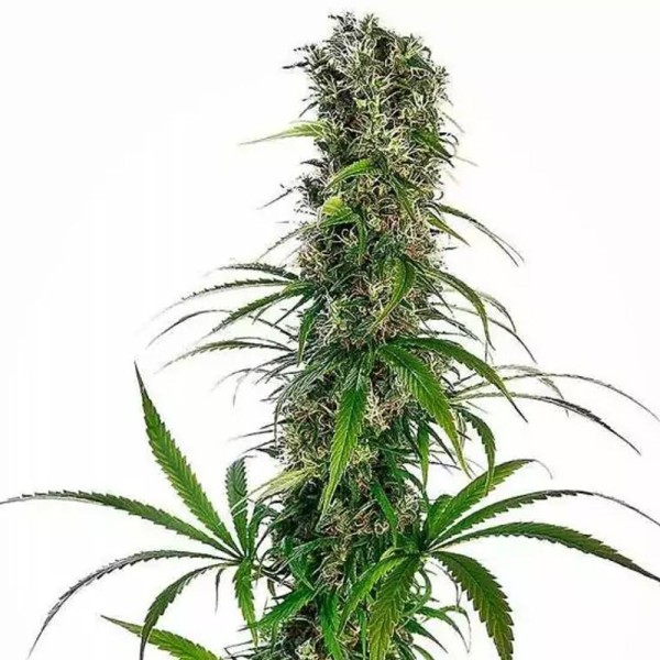 Michka | Sementes de maconha feminizadas