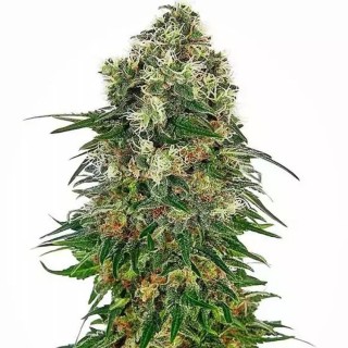 Shiva Skunk Auto | Sementes de maconha Autoflorescentes